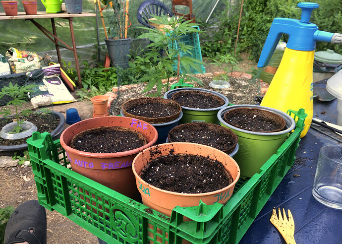 Grow26062806