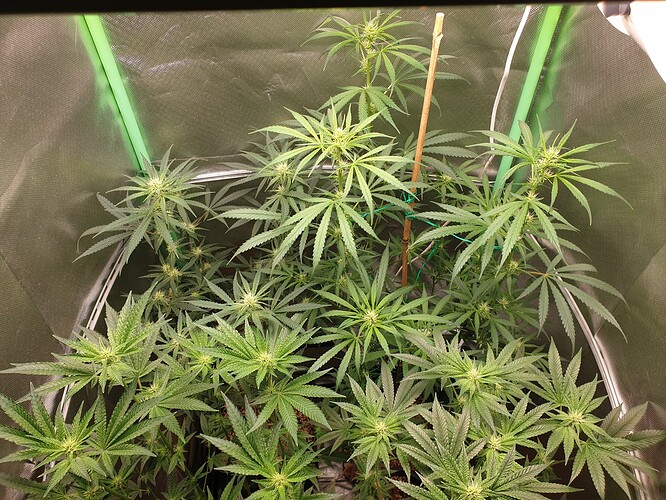 Growreport Bild 6