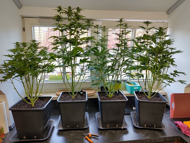 Growreport Bild 2