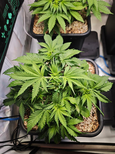 Growreport Bild 31
