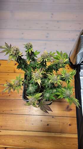 Growreport Bild 27