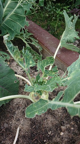 Growreport Bild 8