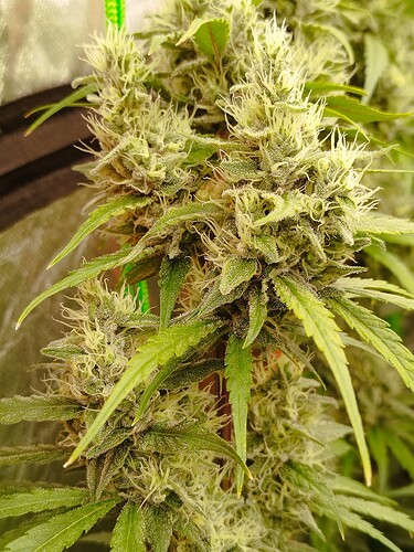 Nahaufnahme einer blühenden Cannabispflanze mit dichten, harzigen Blütenständen und grünen Blättern.