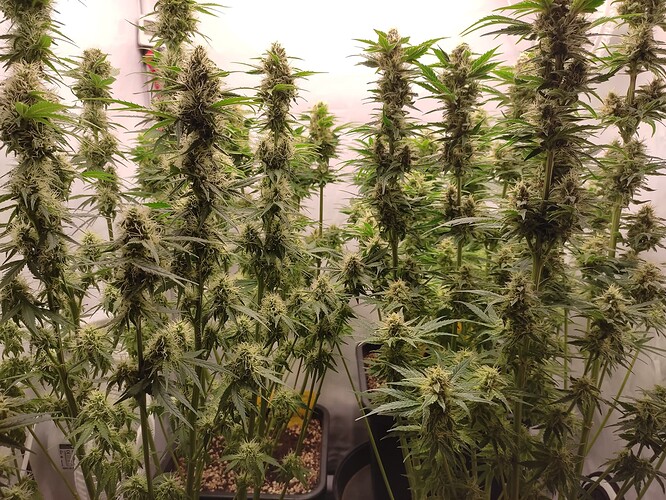 Growreport Bild 23