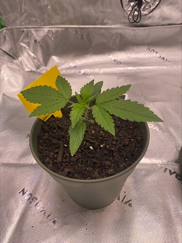 Growreport Bild 5