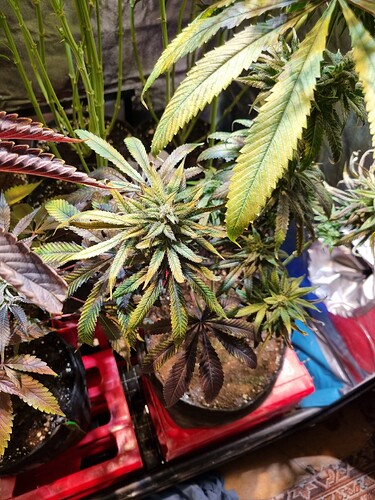 Mehrere Cannabis-Pflanzen in der Blütephase, einige mit gelben und violetten Blättern, stehen in schwarzen Töpfen auf roten Plastikträgern.