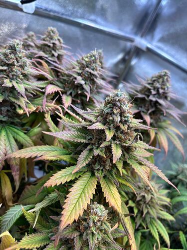 Growreport Bild 16