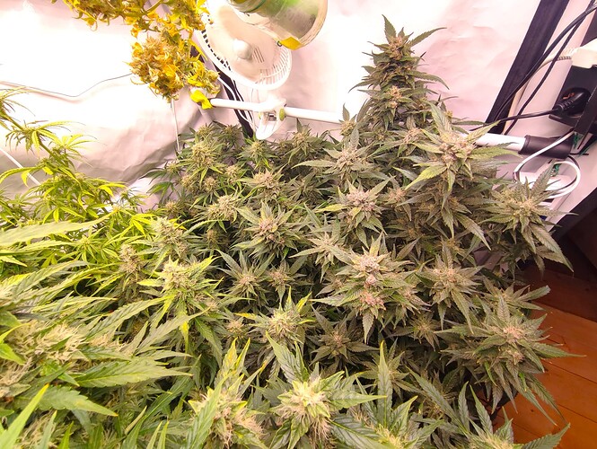 Growreport Bild 43