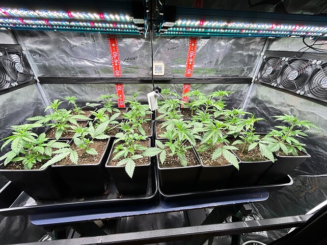 Growreport Bild 28