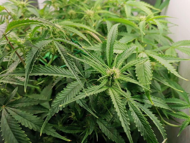 Growreport Bild 5