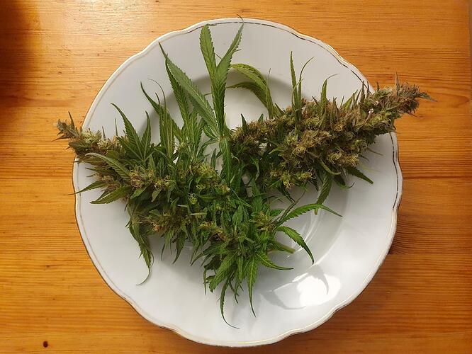 Growreport Bild 2