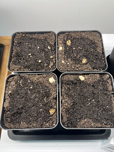 Growreport Bild 11