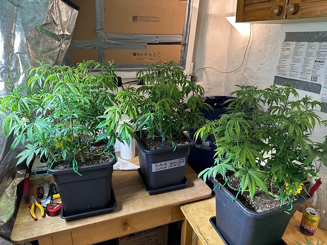 Growreport Bild 47