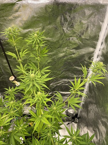 Growreport Bild 7