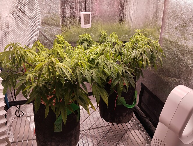 IMG_20241105_195920 - Kopie