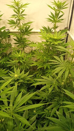 Growreport Bild 33