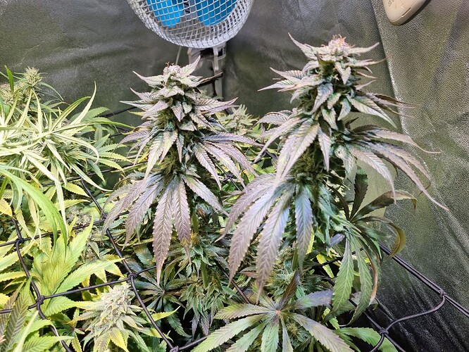 Zwei blühende Cannabispflanzen mit violetten und grünen Blättern, die in einem Grow-Zelt stehen. Eine Pflanze hat auffällig gefaltete Blätter.