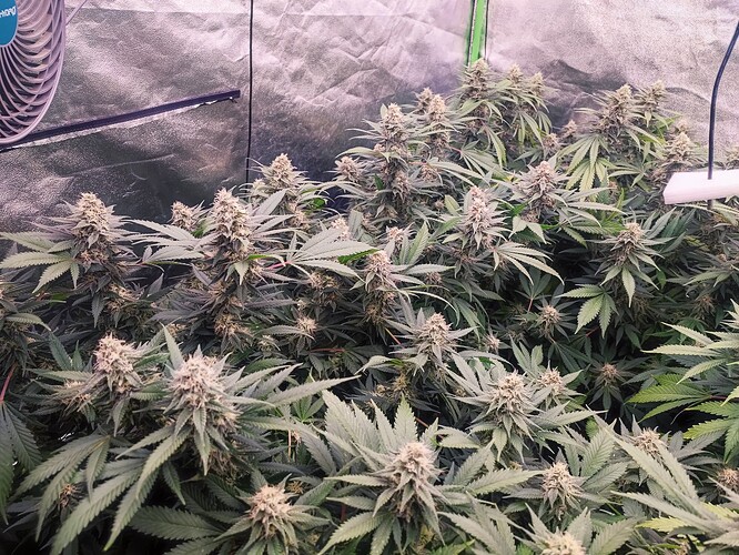 Growreport Bild 45