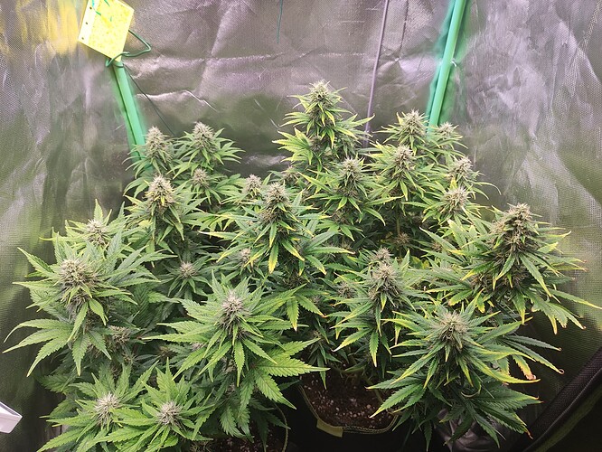 Growreport Bild 9