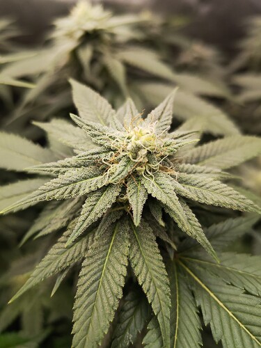 Growreport Bild 1