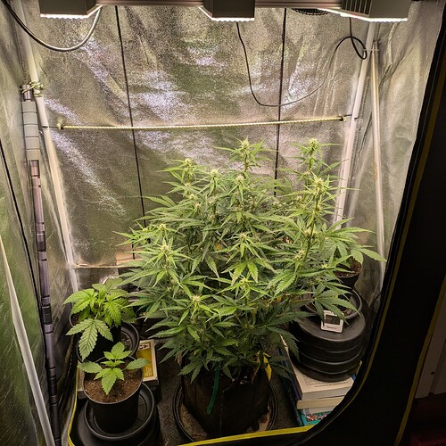 Growreport Bild 13
