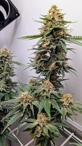 Growreport Bild 29