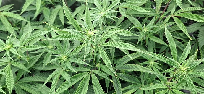 Growreport Bild 4