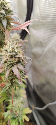 IMG_20260101_205812257