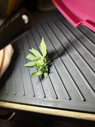 Growreport Bild 10