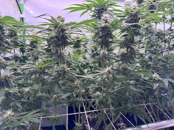 Growreport Bild 7