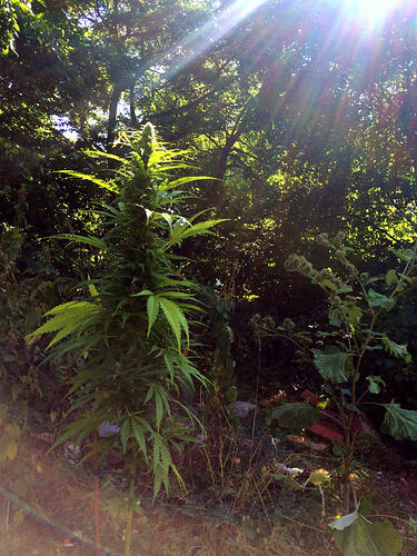 Grow26_0814_01e
