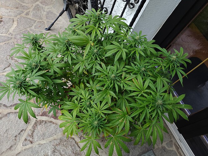 Growreport Bild 2
