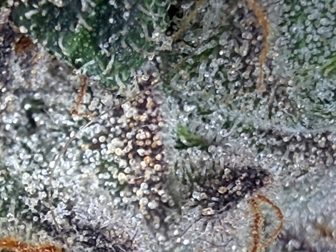 Growreport Bild 16