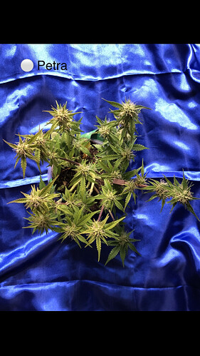 Growreport Bild 18