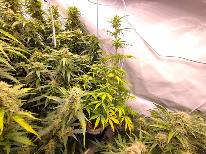 Growreport Bild 52