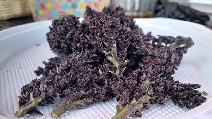 Growreport Bild 3