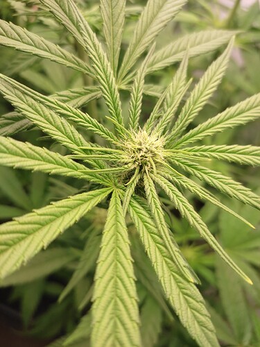 Growreport Bild 5