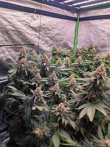 Growreport Bild 12