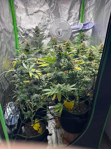 Drei Cannabispflanzen in einem Growzelt mit einem Scrog-Netz und einem Clip-Ventilator.