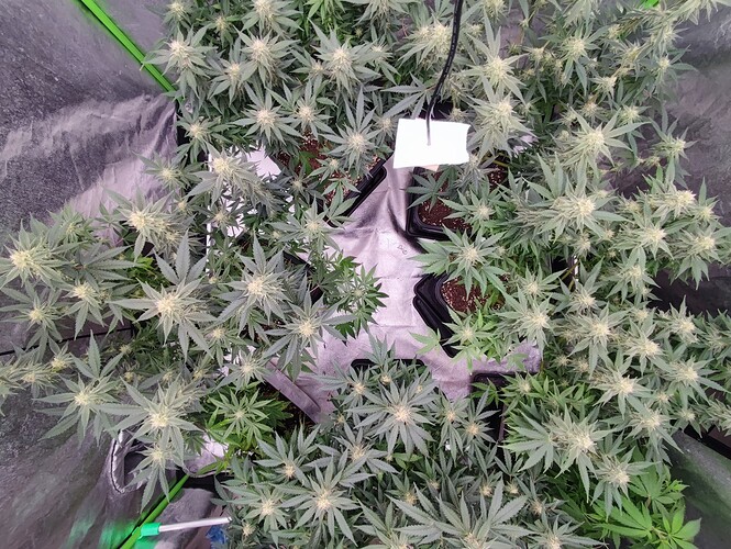 Growreport Bild 2