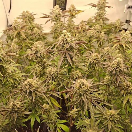 Growreport Bild 19