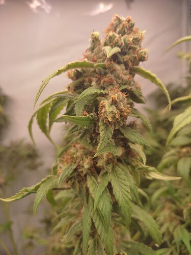 Growreport Bild 16