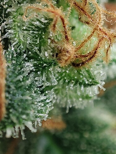 Growreport Bild 91