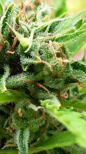 Growreport Bild 10
