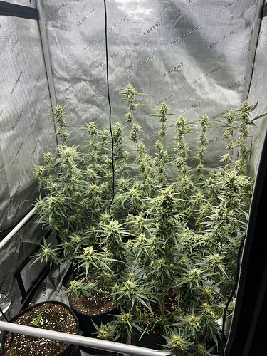 Growreport Bild 1