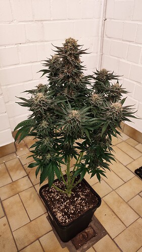 Growreport Bild 18