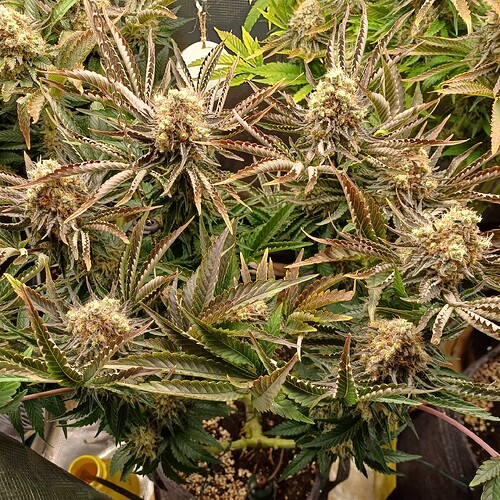 Growreport Bild 4