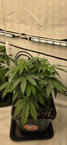 Growreport Bild 20
