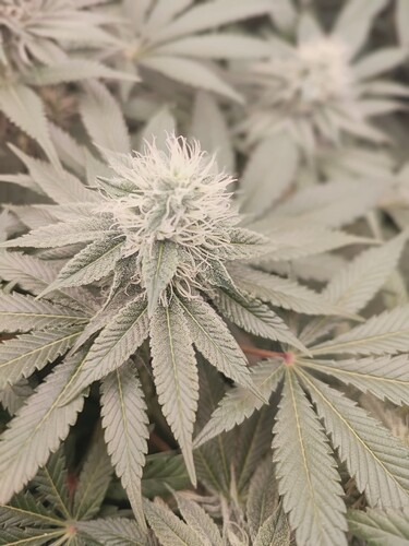 Growreport Bild 55