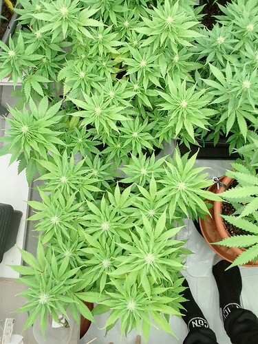 Growreport Bild 16
